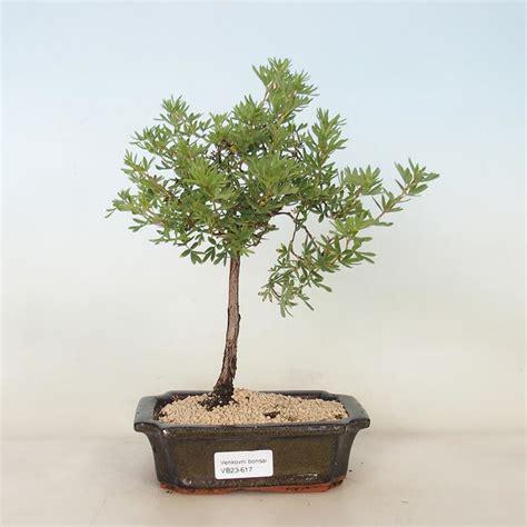 Venkovní bonsai Mochna křovitá Potentilla fruticosa Goldfinger od 490