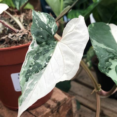 How to Grow Syngoniums - Arrowheads