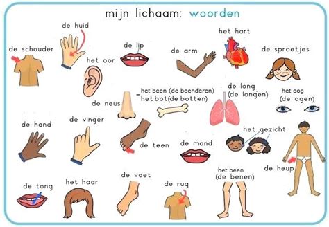 Pin Op Nederlandse Woordenschat Dutch Vocabulary Vocabulaire