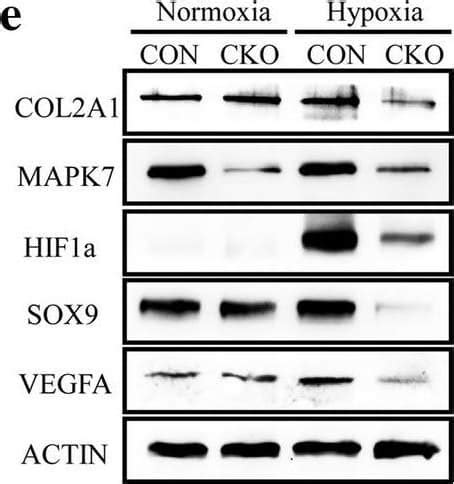 Hif Alpha Antibody Bsa Free Nb Bio Techne