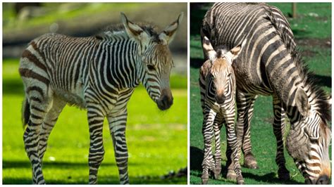 Baby zebra born at Calgary zoo | CTV News