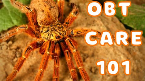 Orange Baboon Tarantula Care Best Tarantulas For Beginners