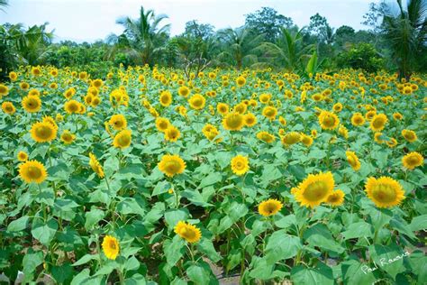 6 Most Beautiful Flower Gardens In The Philippines Visminph