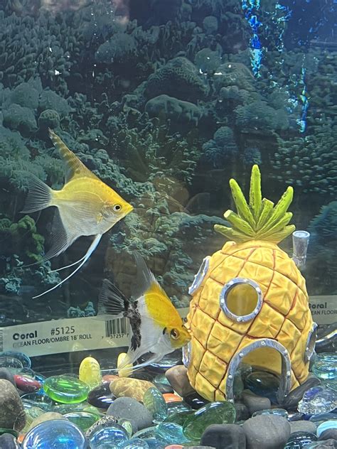 how to tell the gender of a cat 2