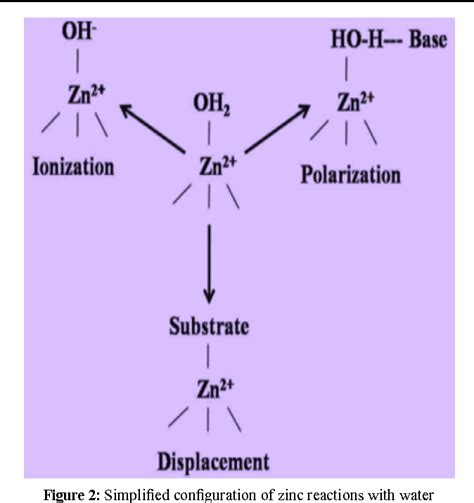 Figure 2 from Carbonic Anhydrase: Mechanism, Structure and Importance ...