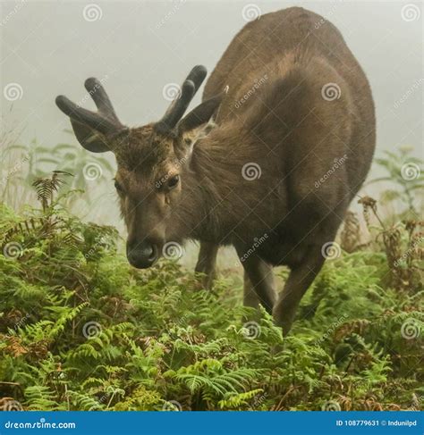 Sambar Deer , Horton Plains , Srilanka Stock Image - Image of jungle ...