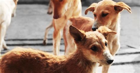 Los Perros Pueden Sobrevivir Al Cancer De Bazo