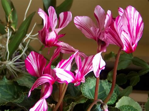 Foto Blumen Alpenveilchen