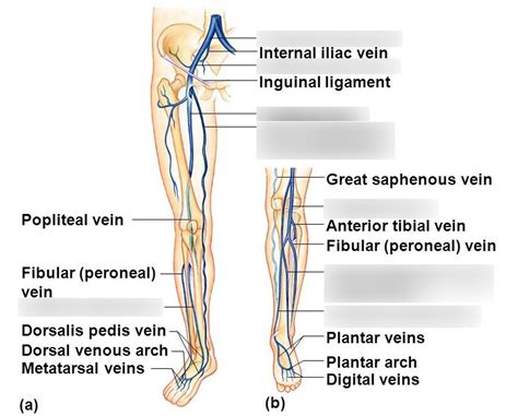 Veins Of The Lower Limb Pelvisleg Diagram Quizlet