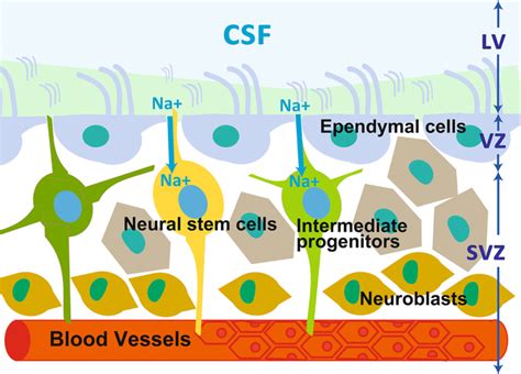 The Cytoarchitecture Of The Neurogenic Niche Consisting Of The SVZ SEZ