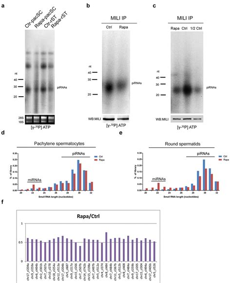 Rapamycin Mediated Mtor Inhibition Impairs Silencing Of Sex Chromosomes