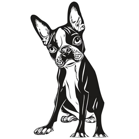 Boston Terrier Perro Dibujado A Mano L Nea Arte Vector Dibujo Blanco Y