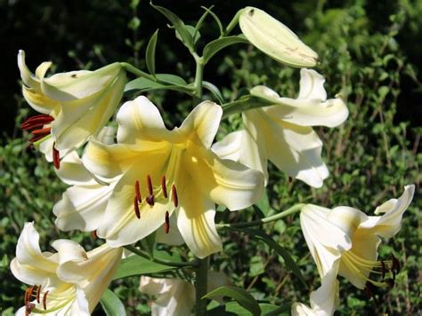 Купить луковицы OT лилий в Украине недорого почтой | FLORIUM.UA