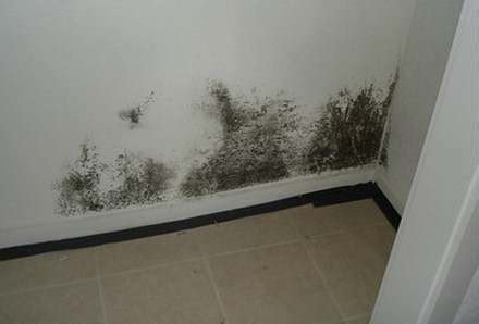 Black Mold - Pictures, Symptoms, Removal, Health Effects, Risks