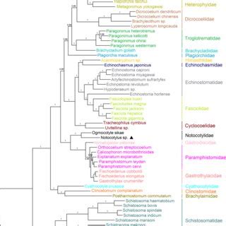 Bayesian tree constructed using the concatenated amino acid sequences ...
