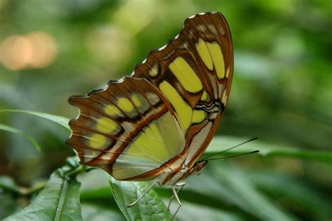 Free Malachite butterfly 1 Stock Photo - FreeImages.com