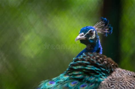 Indian Peafowl Or Male Peacock Closeup Of Head Beak And Feather Plume