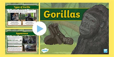 Gorilla Facts PowerPoint Teacher Made Twinkl