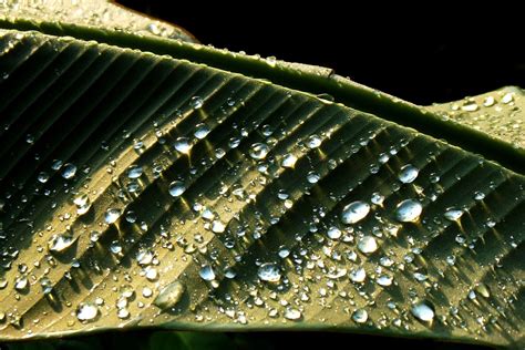 Free Images Water Drop Dew Leaf Flower Green Garden Close Up