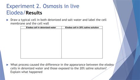 Solved Experiment 2. Osmosis in live Elodea/Procedure 1. | Chegg.com