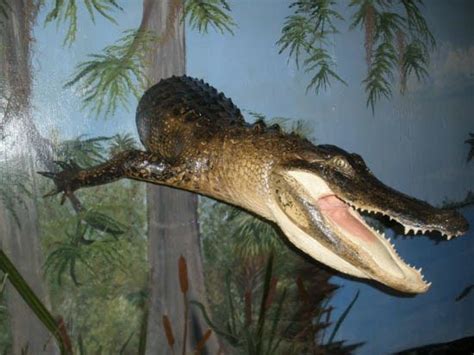 Alligator Flat Skin Mount Alligator Head And Shoulder Fl Taxidermist