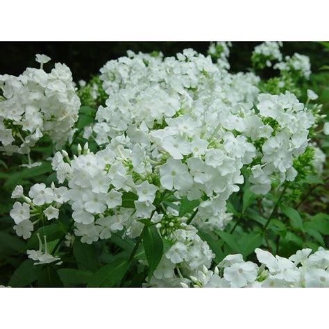 David Hardy Tall Phlox White Perennial Of The Year 2002 Live Plant