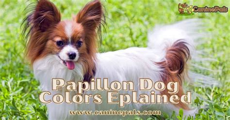 A Look Into Papillon Dog Colors and Their Personality Traits - Canine Pals