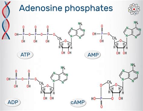 Adenosine Triphosphate Atp Structural Formula Stock Vector Leonid