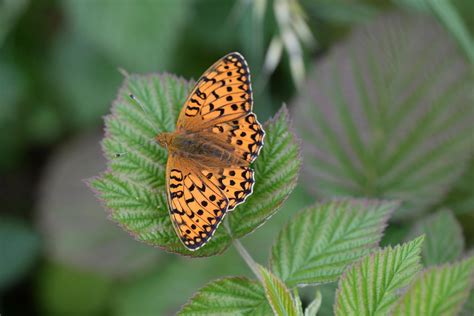 Dark Green Fritillary Speyeria Aglaja Male One Of Many Flickr