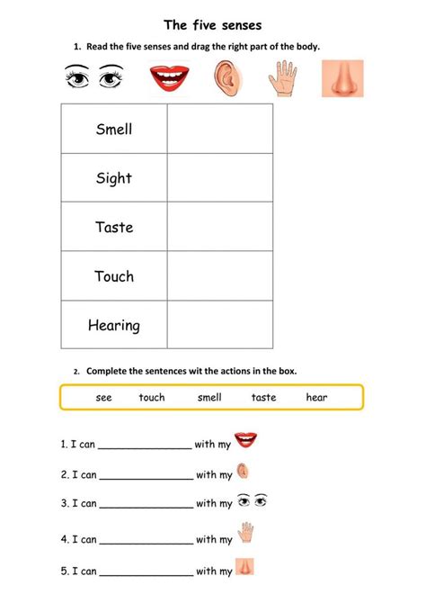 The Five Senses Worksheet For Grade Five Senses Worksheet