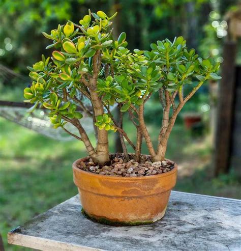 Planta De Jade Crassula Ovata