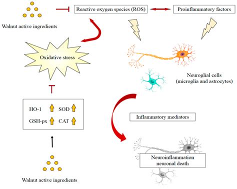 Recent Studies on Protective Effects of Walnuts against Neuroinflammation