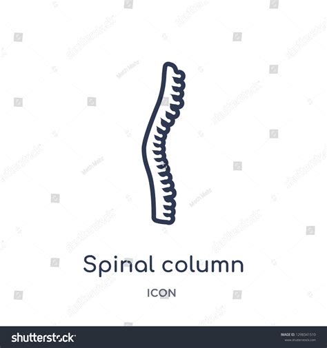 Linear Spinal Column Icon Medical Outline Stock Vector Royalty Free