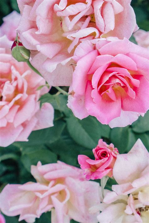 Local’s Guide to the PORTLAND ROSE GARDEN 2021 (with PHOTOS)