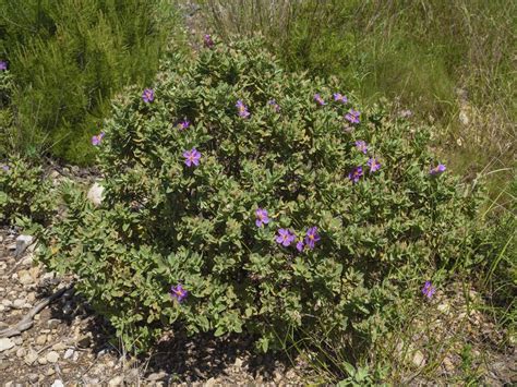 White Leaved Rock Rose Cistus Albidus Growing Guides