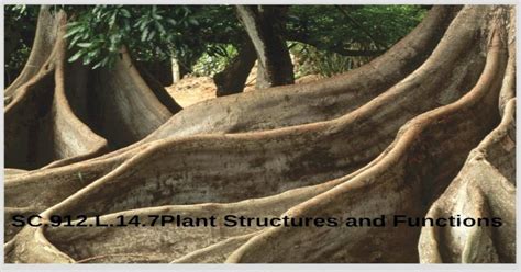 (PPT) SC.912.L.14.7Plant Structures and Functions. Plant Structures and ...