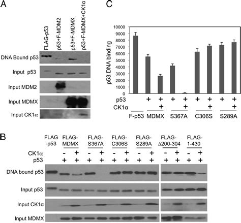 Secondary Interaction Between Mdmx And P Core Domain Inhibits P Dna