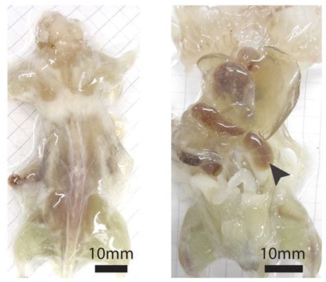 G Cientistas Desenvolvem Camundongos Transparentes Not Cias Em