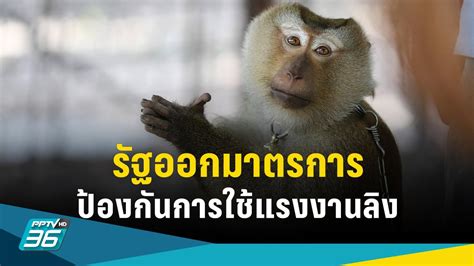 รองโฆษกฯเผย รัฐออกมาตรการป้องกันการใช้แรงงานลิง เชื่อมะพร้าวไทยจะไปเวที