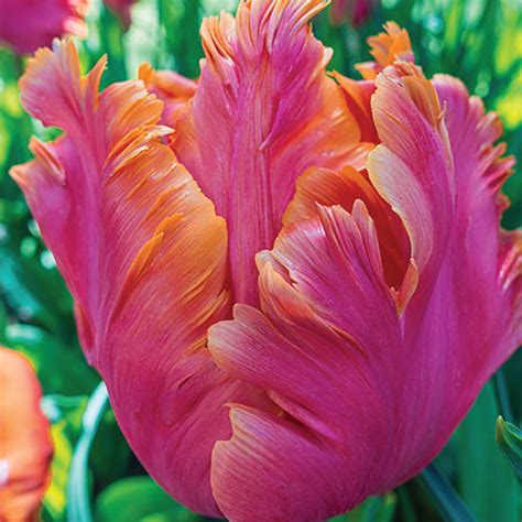 Parrot Tulip Amazing Parrot Fall Planting K Van Bourgondien