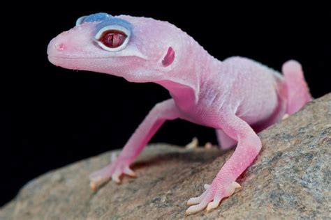 Pink Leopard Gecko - Reptiles Life