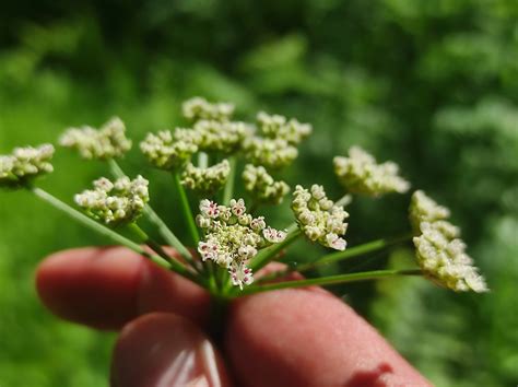 Oenanthe Crocata L Biodiversidade