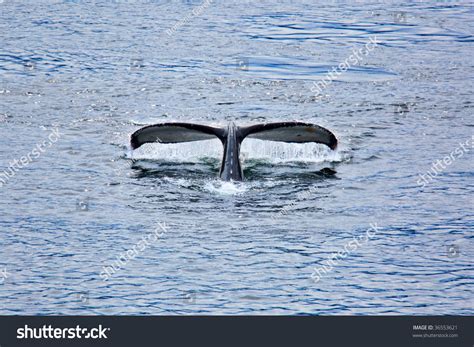 Humpback Whales Breaking The Surface Of The Water In Hoonah Alaska