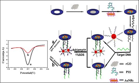 Schematic Represents The Fabrication Procedure Of Dna Biosensor Which