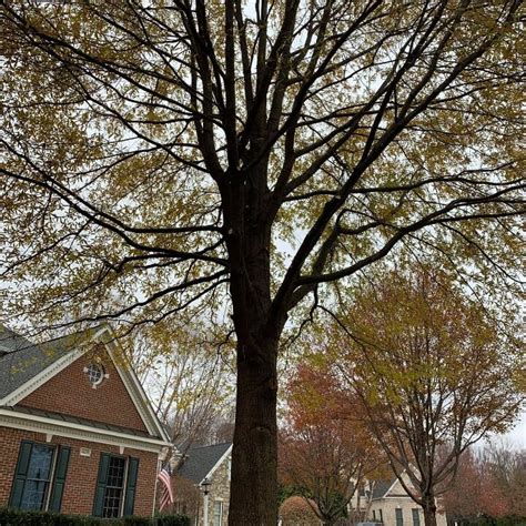 Tree Maintenance Fertilization Frazier S Tree Experts