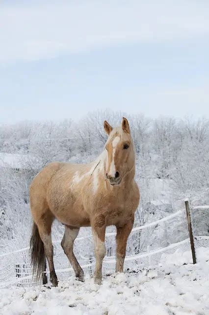 Palomino Horse – Breeds, Colors, and Genetics – Just for my Horse