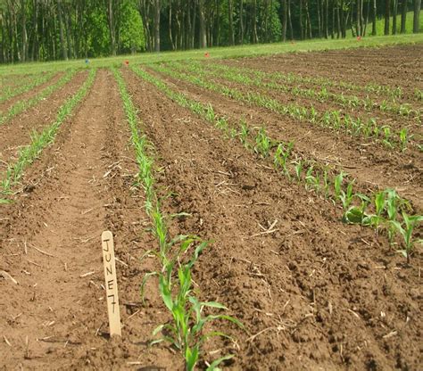 Field Crop Insect Scouting Tips Black Cutworms In Field Corn