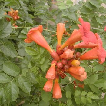 Campsis Radicans Balboa Sunset Monbal Trumpet Vine Garden Center