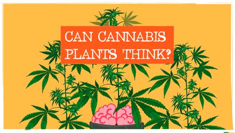 Les Plantes De Cannabis Peuvent Elles Penser Fast Buds Graines De