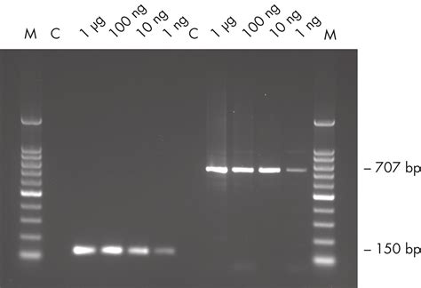 Epitect Bisulfite Kits